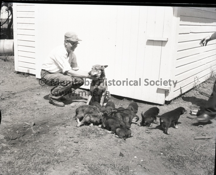June 16th, 1954 Animals
Orville Troop and his German shepherd Litter
Orville Troop fondly strokes the neck of a proud Mother, Flash, as 12 of her baby pups play Gally near her side. The dog is a German shepherd dog and has 48 pups in the four litters born to her. Mr. Troop, who obtained the dog from an airman leaving the city, resides southwest of portage.
11235a646.jpg
