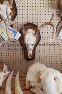 Telesky Taxidermy