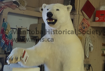 Telesky Taxidermy