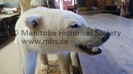 Telesky Taxidermy