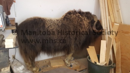 Telesky Taxidermy