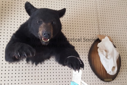 Telesky Taxidermy