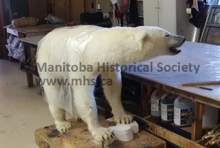 Telesky Taxidermy