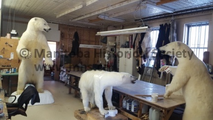 Telesky Taxidermy