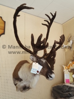 Telesky Taxidermy
